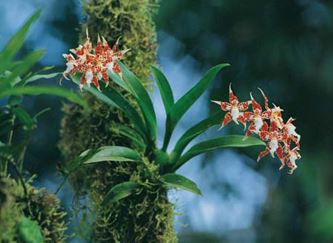 Parque Nacional Natural Las Orquídeas