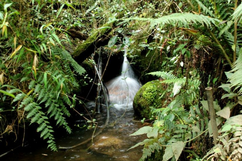Alameda de Quebrada Vieja