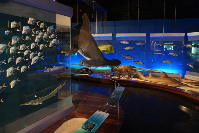 Museo Departamental de Ciencias Naturales