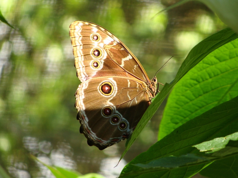Mariposario Andoke