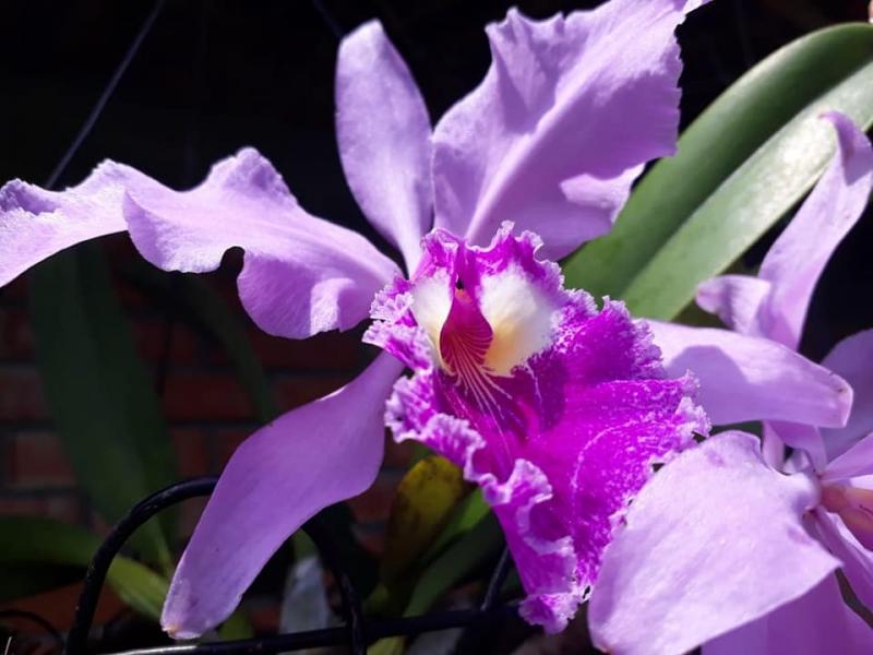 Jardín Botánico Juan María Céspedes