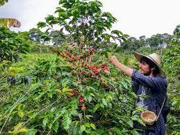 Eje cafetero