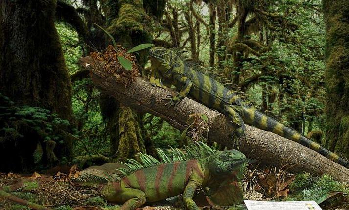 Museo de Historia Natural