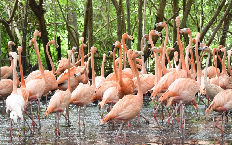 Aviario Nacional de Colombia