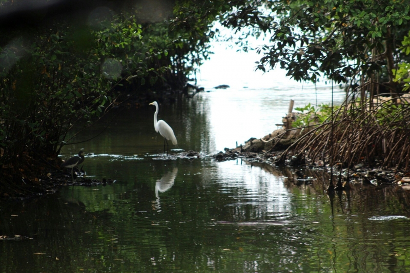 Parque Espíritu del Manglar