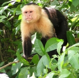 Imagen Fauna