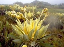 Imagen Frailejones