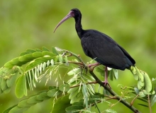 Imagen Ibis