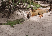 Imagen Iguanas