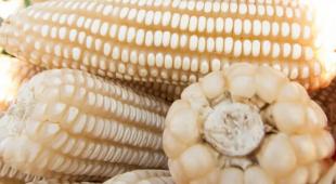 Descubre las preparaciones que puedes hacer con la variedad de maíz colombiano