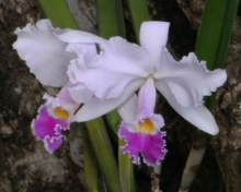 Imagen Orquídea