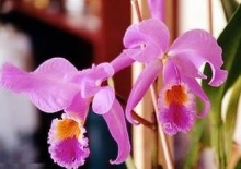 Imagen Orquídea