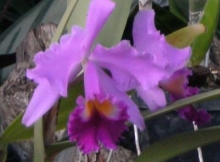 Imagen Orquídea