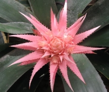 Imagen Orquídea