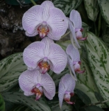 Imagen Orquídea