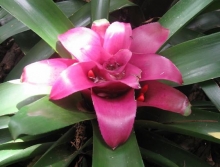 Imagen Orquídea