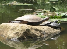 Imagen Tortugas