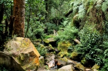 Imagen Bosque
