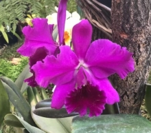 Imagen Orquídeas