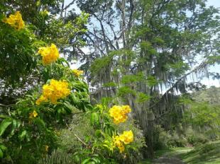 Imagen Bosque