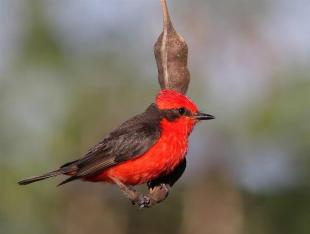 Imagen Aves