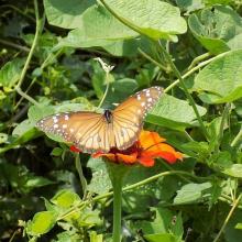 Mariposas del Oasis