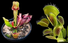 Imagen Plantas carnívoras